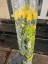 z6713637193663_8ab6ca2ba345f32f14956d0f22f305f8.webp