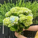 z6610991297222_1c586230da4d5f08e1d6222a0045434a.webp