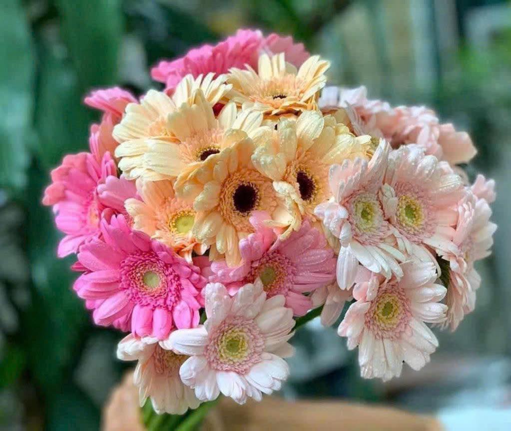 Đồng tiền pastel mix ( 20 bông)