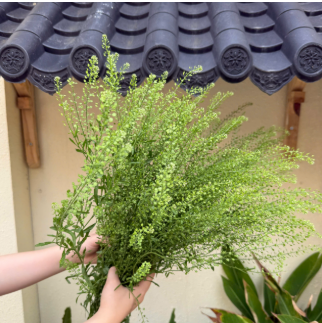 Cỏ đồng tiền