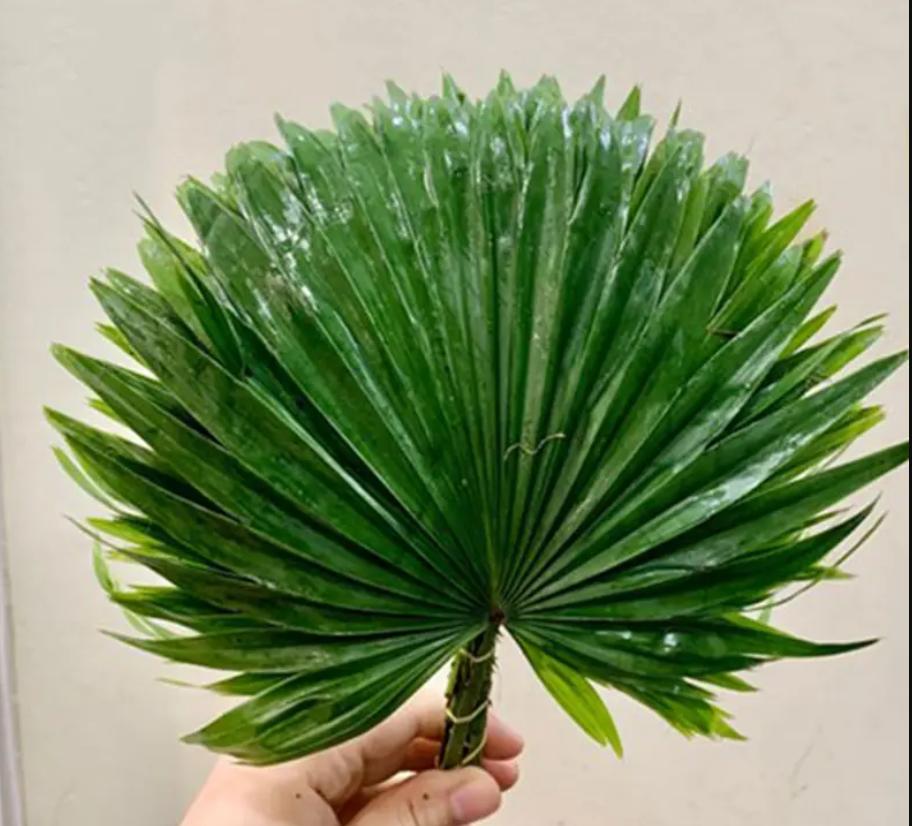 Lá cọ (bó 10 cành)