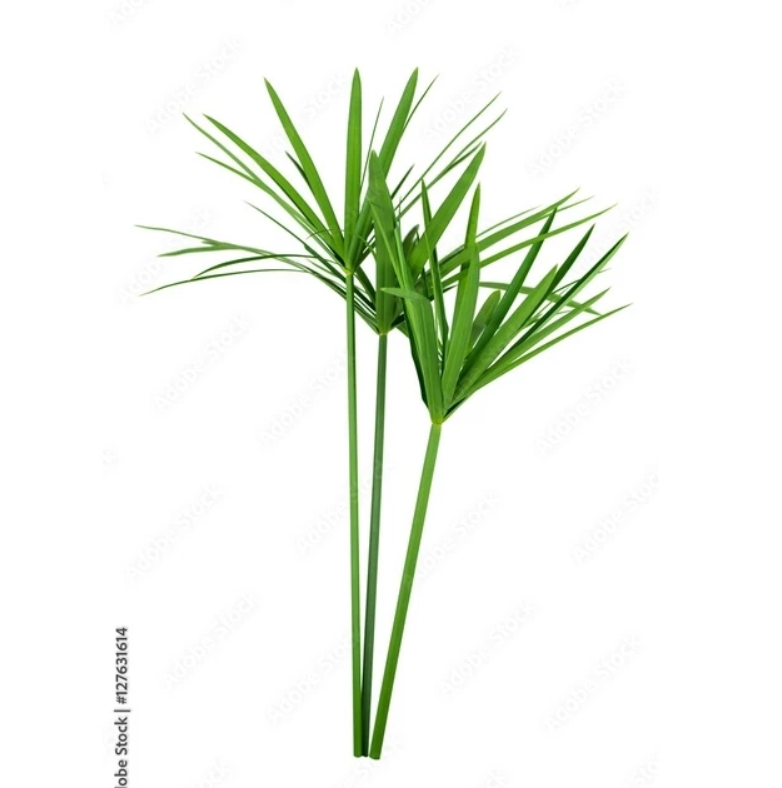 Lá thủy trúc ( 20 cành)