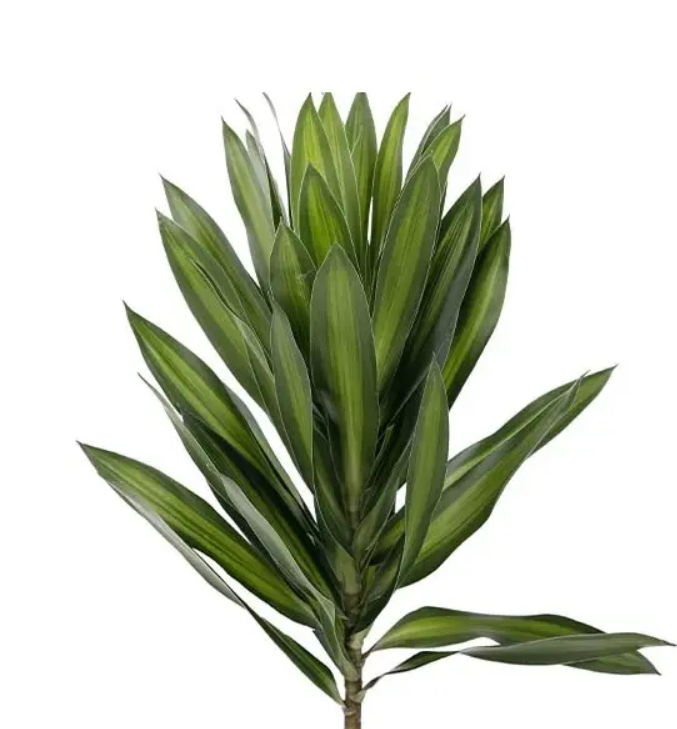 Lá trúc bách hợp, xanh (5 cành)