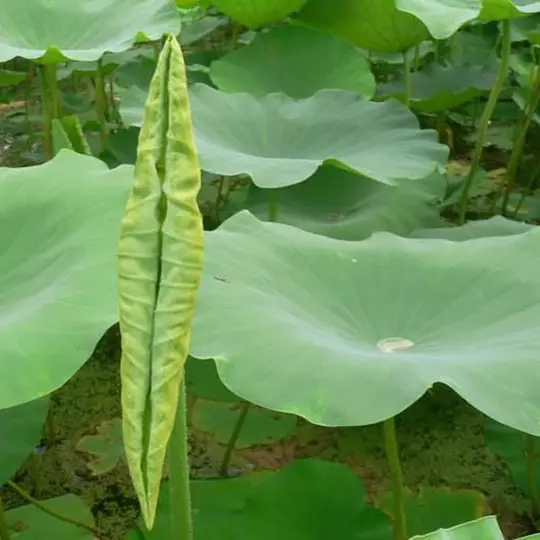 Lá sen cuốn nhỏ
