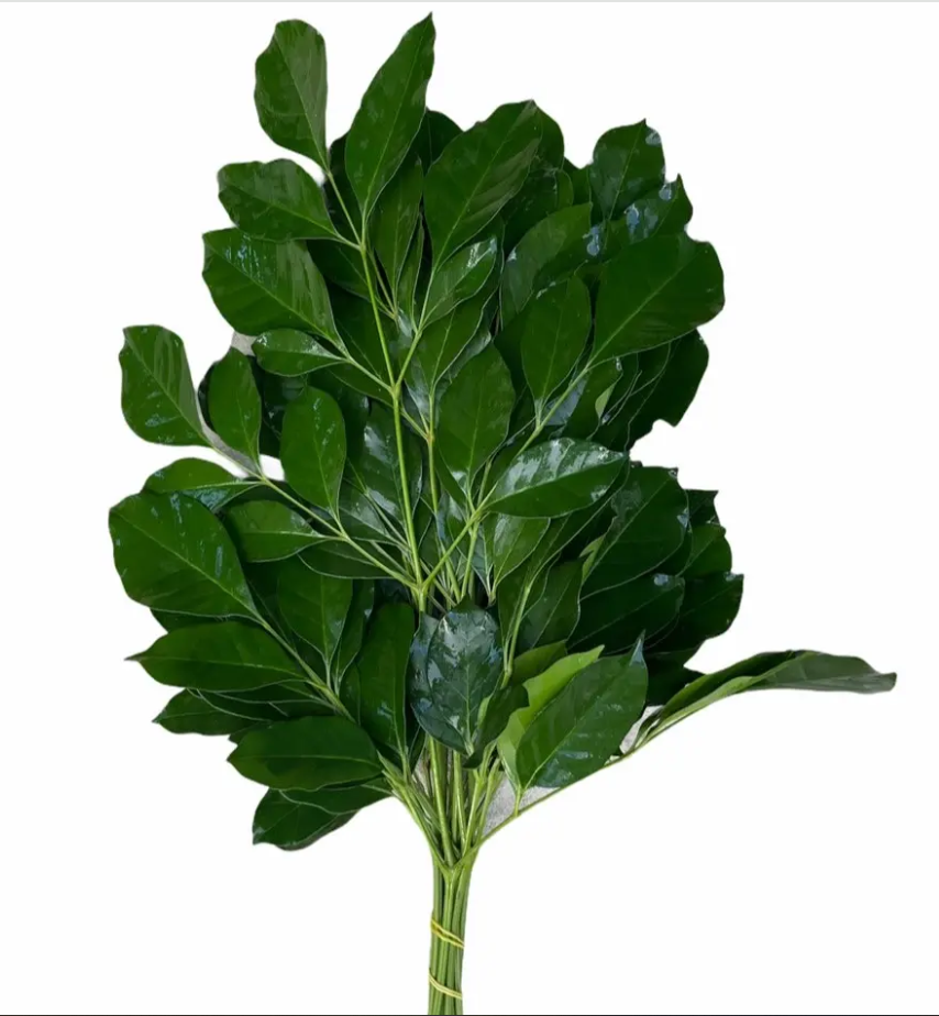 Lá nguyệt quế ( 10 cành)
