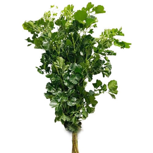Lá đinh lăng