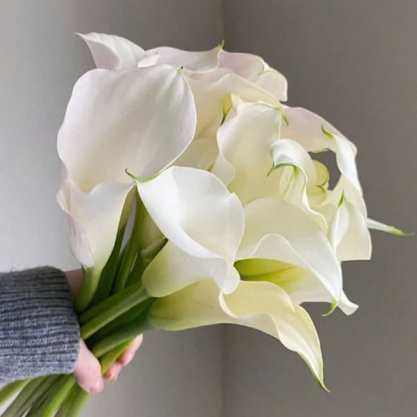 Hoa calla lily - Trắng ( 5 cành)