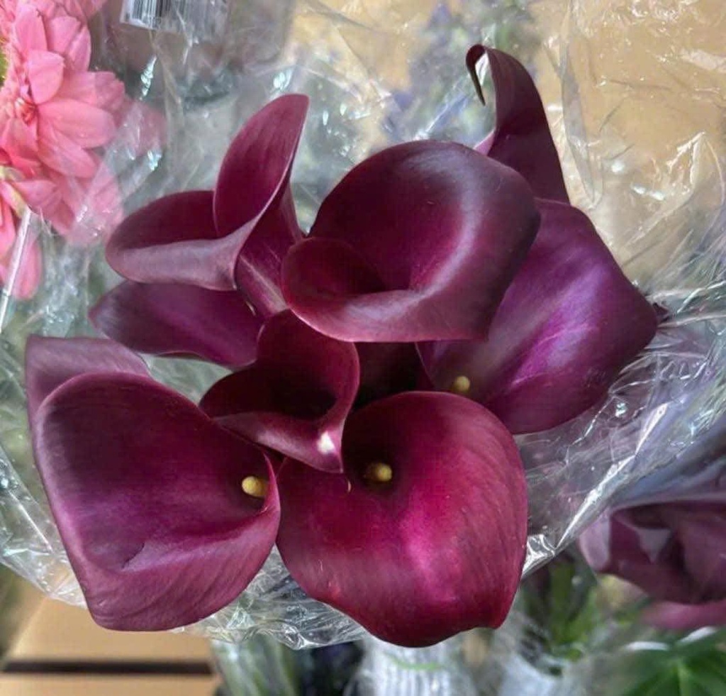 Hoa calla lily - Tím ( 5 cành)