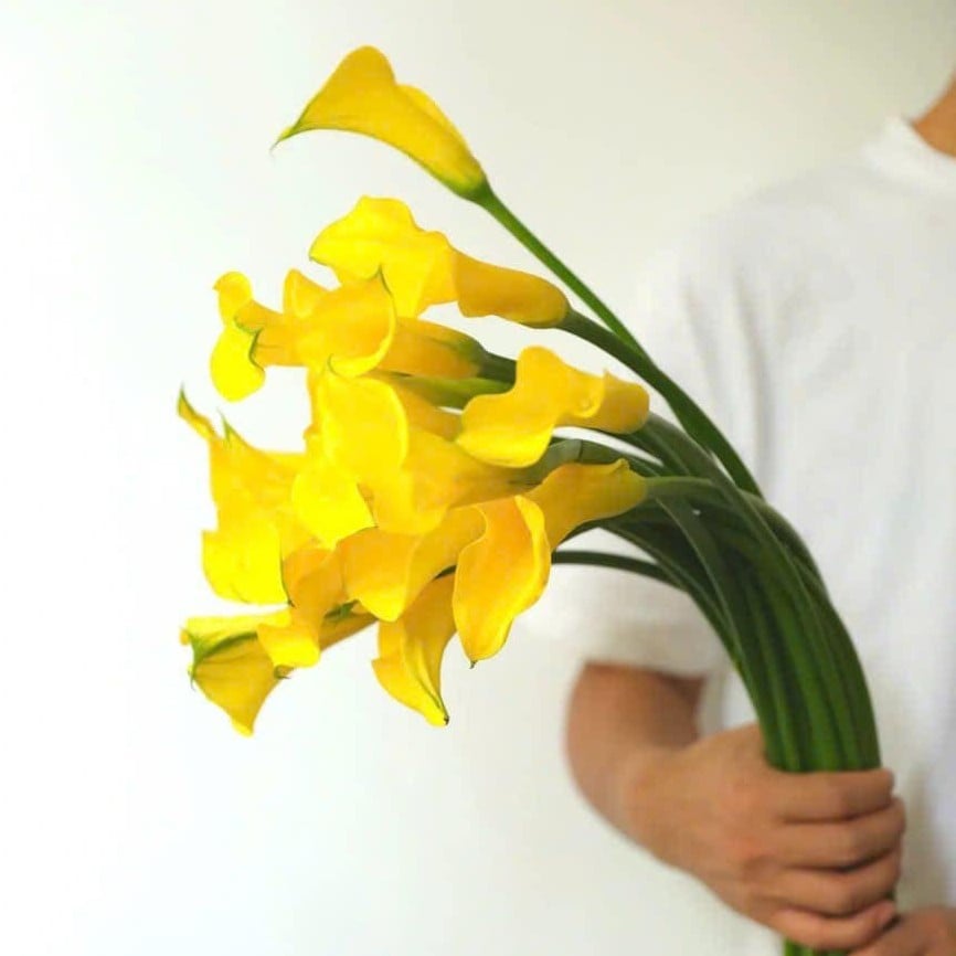 Hoa calla lily - Vàng ( 5 cành)
