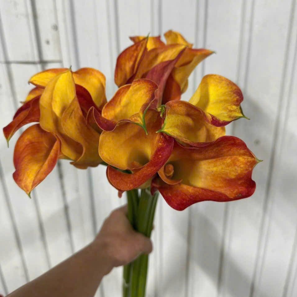 Hoa calla lily - Vàng cam ( 5 cành)