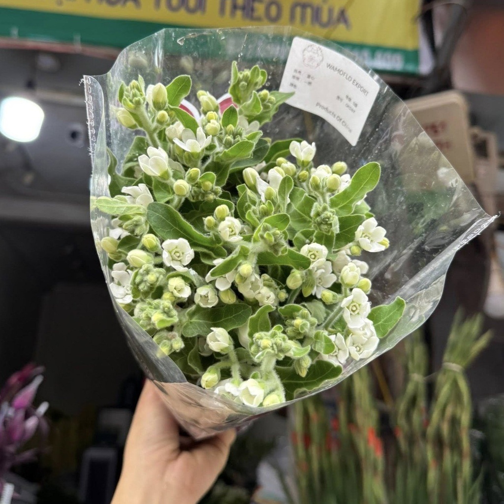 Sao xanh - Trắng (Lam tinh)