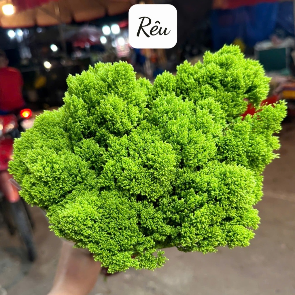 Rêu