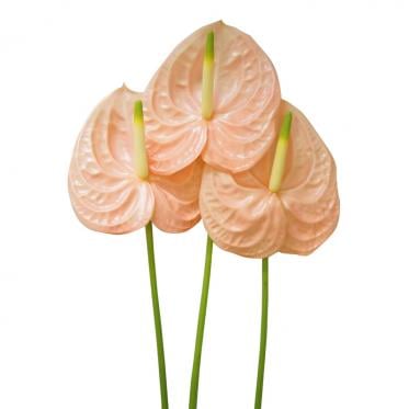 Hồng môn - Hồng nhạt lớn - A (bó 10 bông) (65-70cm)