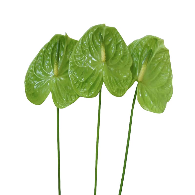 Hồng môn - Xanh lá lớn - A (bó 10 bông) (65-70cm)