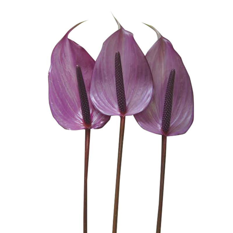 Hồng môn - Tím lớn - A (bó 10 bông) (65-70cm)