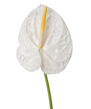 Hồng môn - Trắng lớn - A (bó 10 bông) (65-70cm)