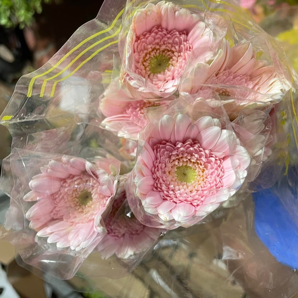 Đồng tiền nhí hồng kem ( 20 bông)