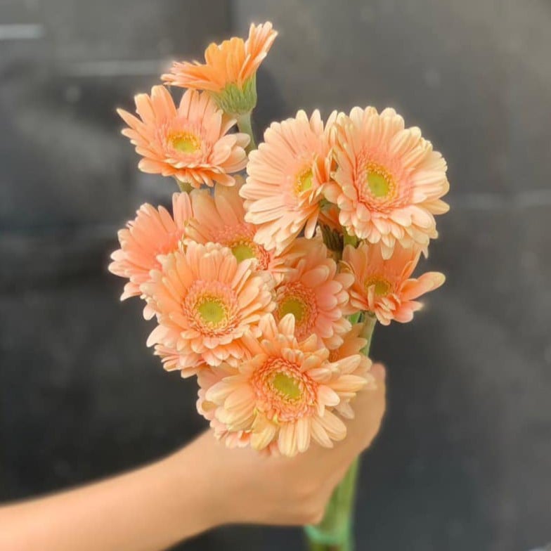Đồng tiền nhí cam sữa ( 20 bông)