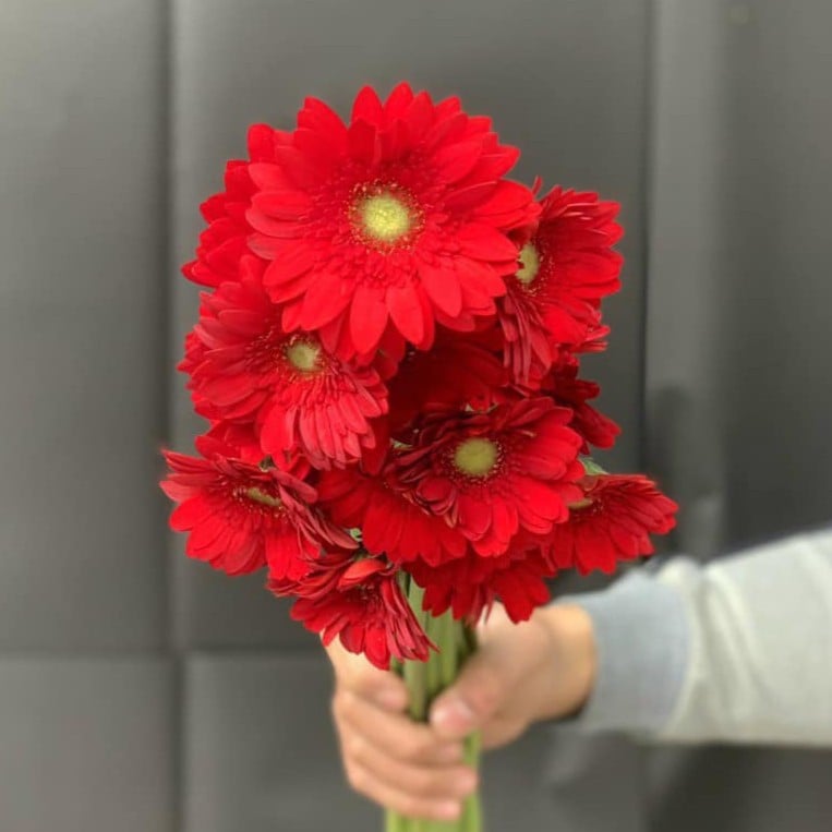 Đồng tiền nhí đỏ ( 20 bông)