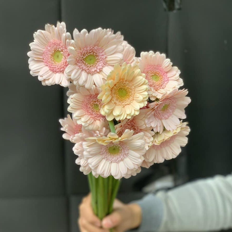 Đồng tiền nhí hồng kem nhạt ( 20 bông)