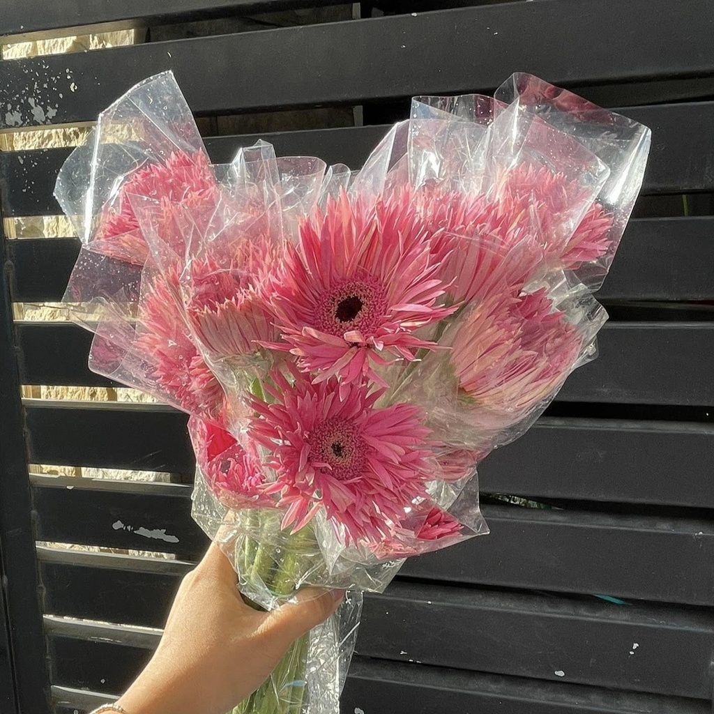 Đồng tiền tua hồng sen (20 cành)