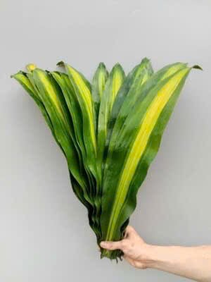 Lá thiết mộc lan ( 25-30 lá) (Lá Phát tài)