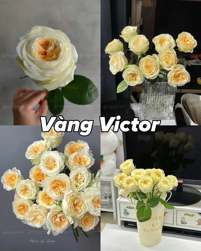 Hoa hồng Victor Vàng (50 bông/bó)