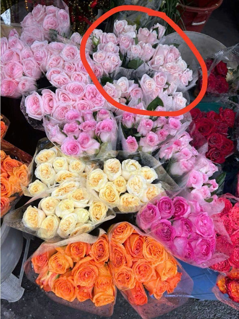 Hoa hồng Đà Lạt Hasfarm hồng nhạt ( 10 bông)