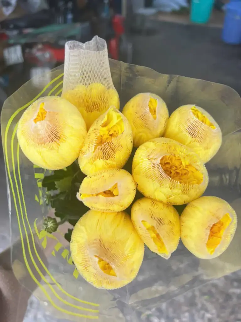 Cúc lưới mềm vàng, loại to - Nhà vườn Đà Lạt (10 cành)