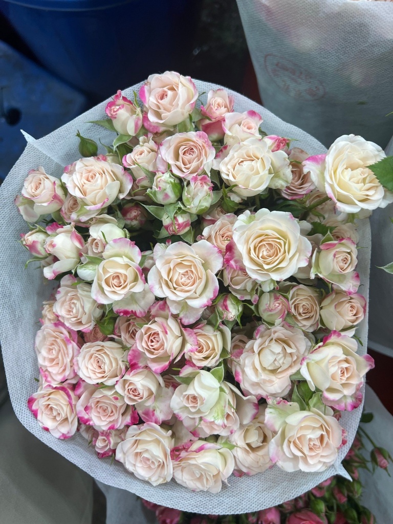 Hồng chùm phớt hồng