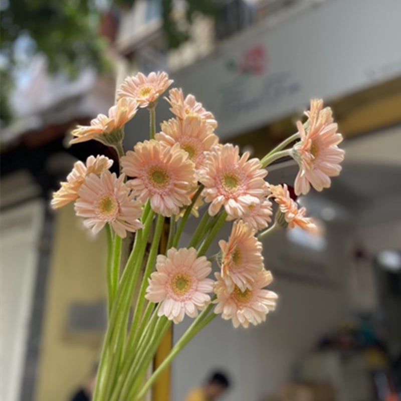 Đồng tiền nhí kem ( 20 bông)