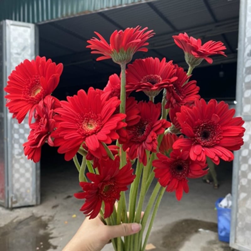 Đồng tiền nhí đỏ ( 20 bông)