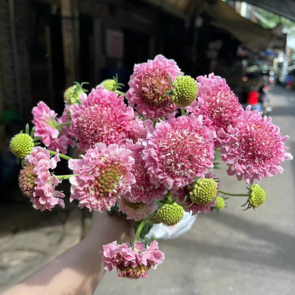 Scabiosa hồng (8-10 cành/bó)