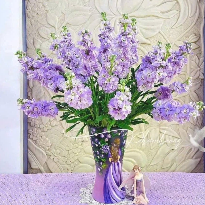 Phi yến hồng (10 cành)