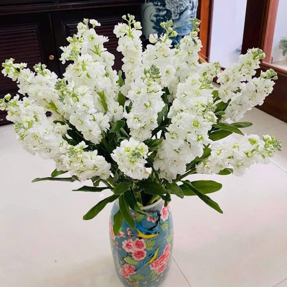 Phi yến hồng (10 cành)