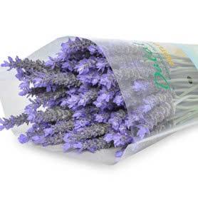 Lavender tươi (100 cành)