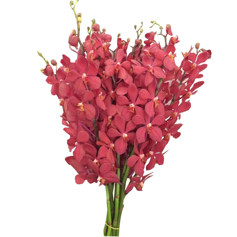 Lan Moka Đỏ lớn A (bó 10 cành) (55-60cm)