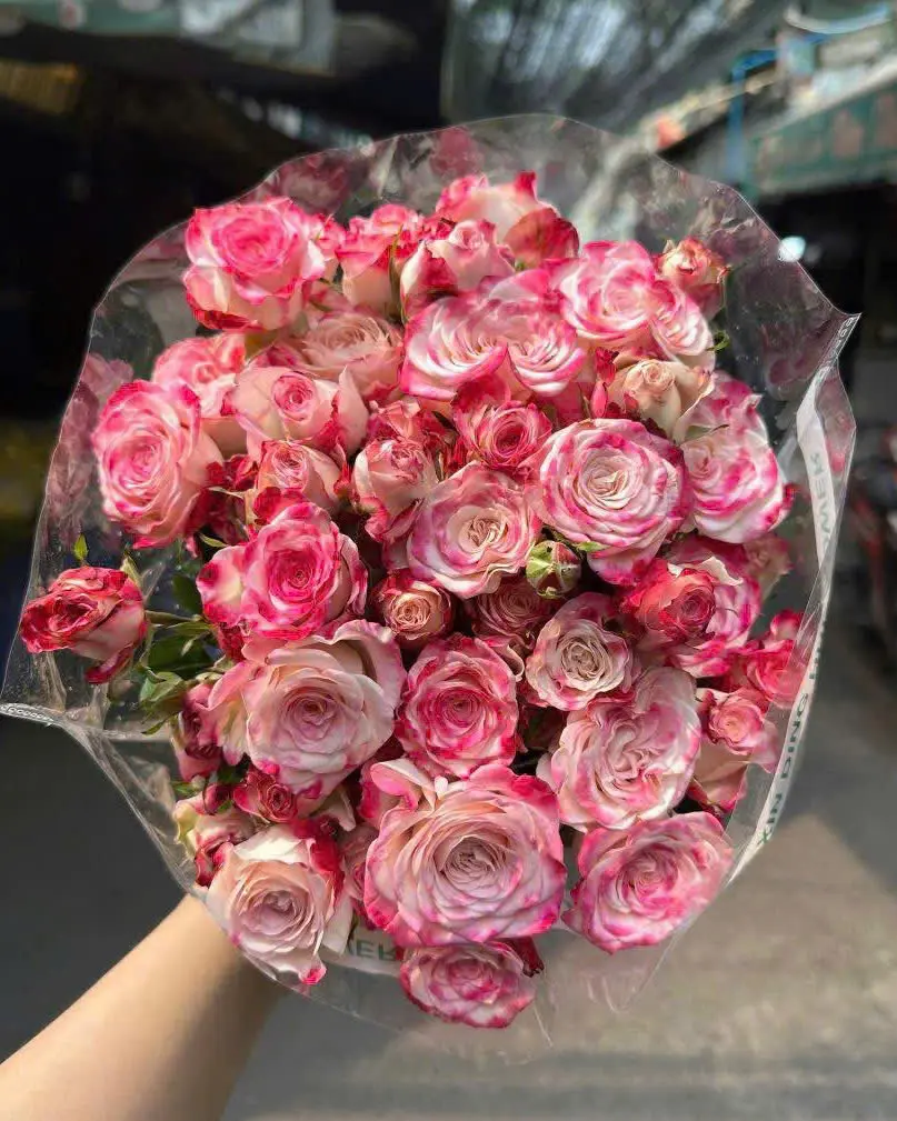 Hồng chùm Hồng nhạt (pastel pink)