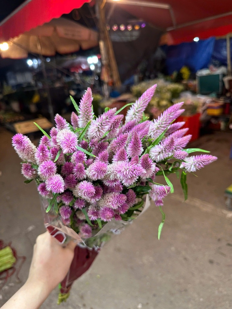 Hoa đuôi phượng (mào gà)