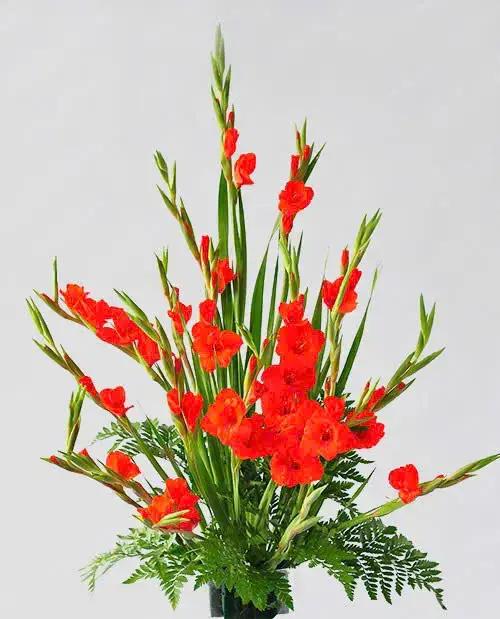 Hoa lay ơn (rơn) đỏ (10 bông/bó)