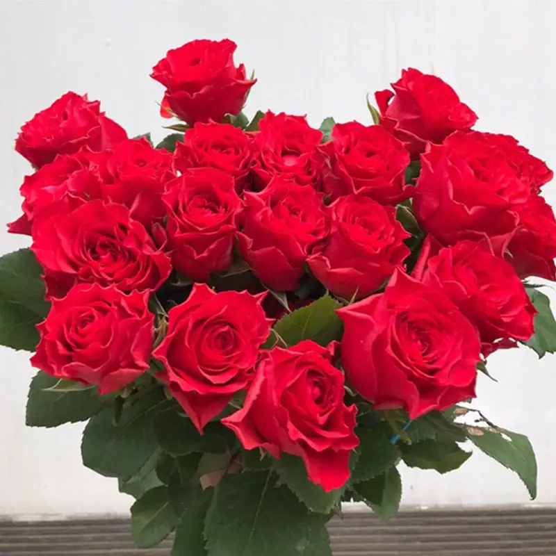 Hoa hồng Đỏ pháp - True Love (50 bông/bó)