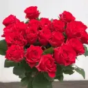 Hoa hồng Đỏ pháp - True Love (50 bông/bó)