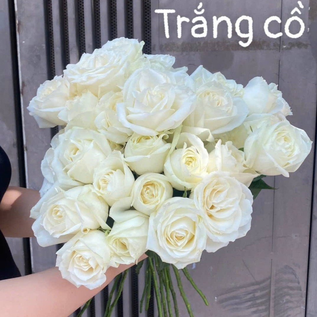 Hoa hồng Trắng Cồ (50 bông/bó)