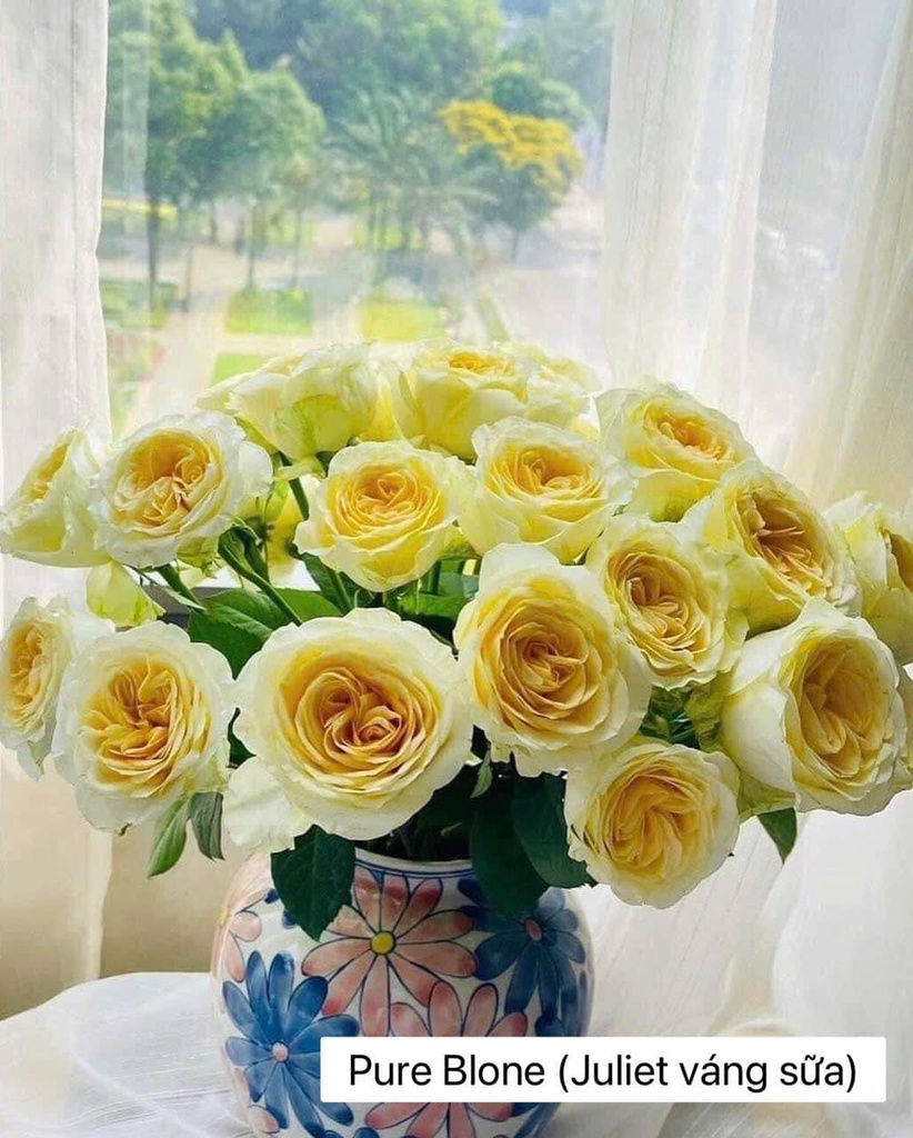 Hoa hồng Pure Blone (Juliet váng sữa) (50 bông/bó)