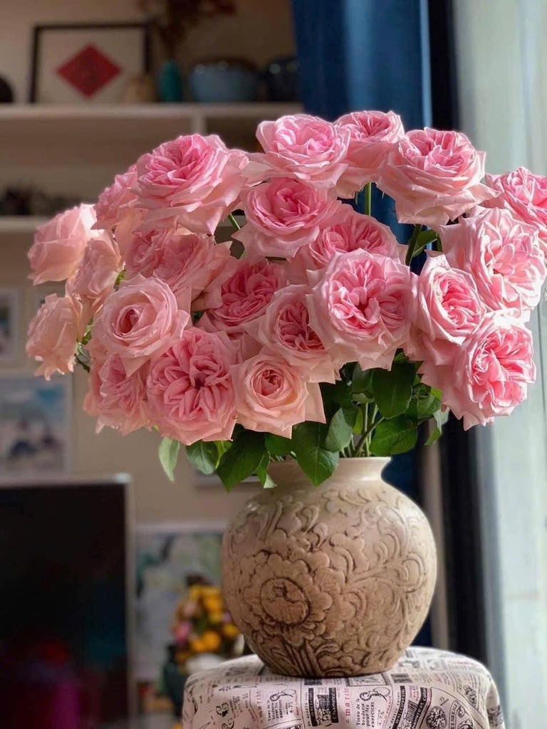 Hoa hồng Ohara hồng (50 bông/bó)