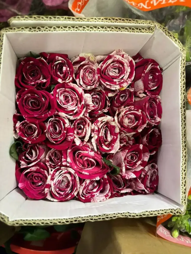 Hoa hồng Màu Kẹo - Pink Splash (50 bông/bó)