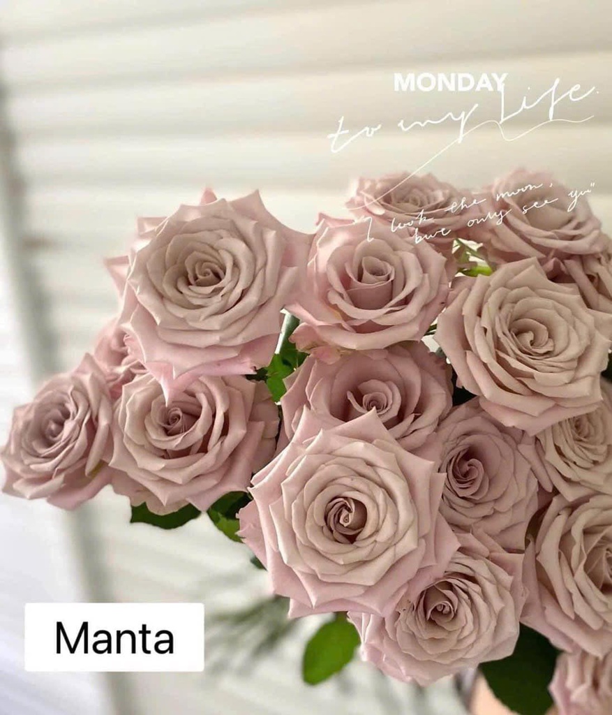 Hoa hồng Manta (50 bông/bó)
