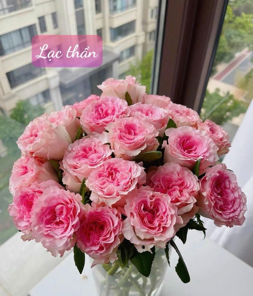Hoa hồng Lạc thần (50 bông/bó)
