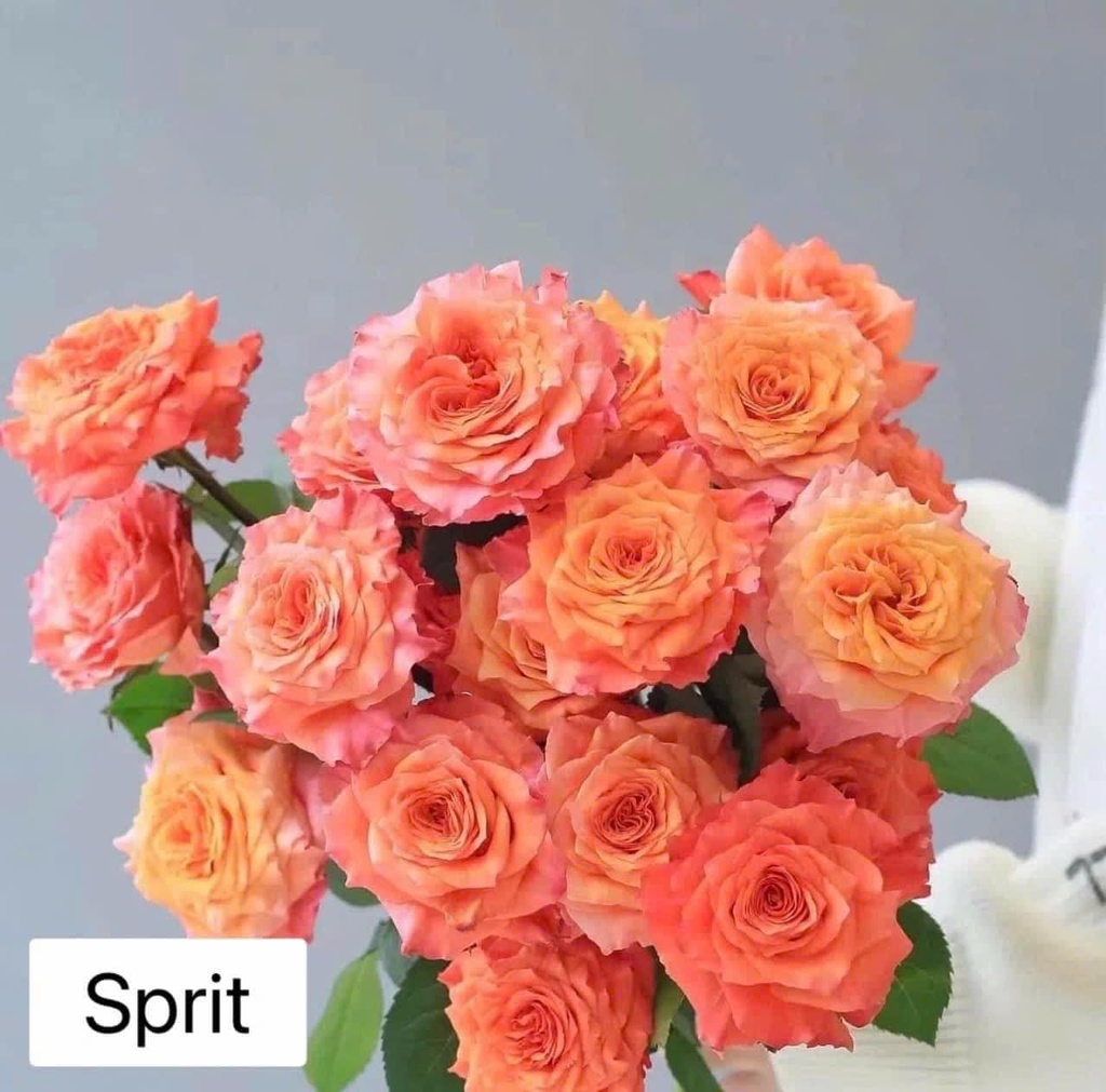 Hoa hồng Cam Spirit (50 bông/bó)