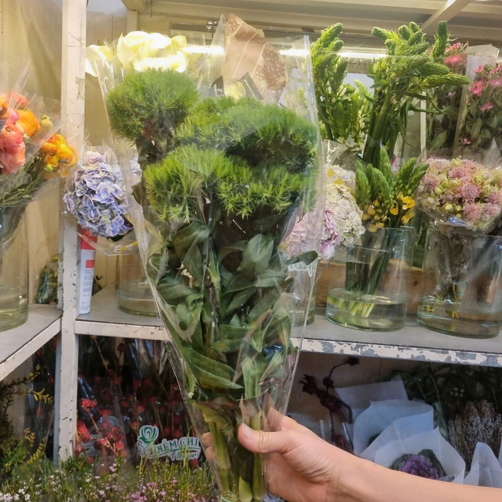 Green Wicky (10 cành)
